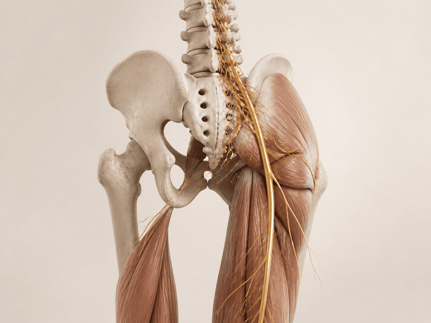 Anatomical view of the lower spine, pelvis and sciatic nerve